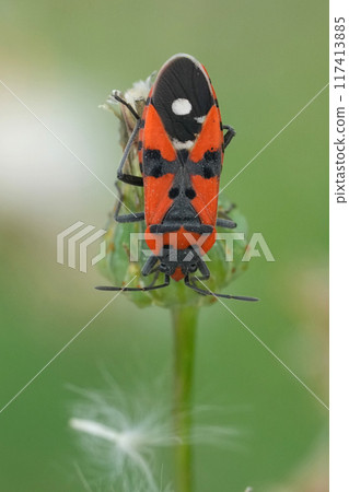 Vertical closeup on a colorful European black-and-red-bug, Lygaeus equestris, hanging downards in the vegetation Vertical closeup on a colorful European black-and-red-bug, Lygaeus equestris, hanging downards in the vegetation 117413885