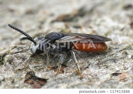 Detailed closeup on a large male red solitary parasitic blood bee, Sphecodes albilabris Detailed closeup on a large male red solitary parasitic blood bee, Sphecodes albilabris 117413886