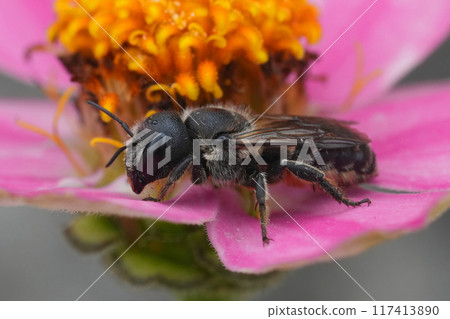 Colorful closeup on a female European mason solitary bee, Osmia dimidiata on a pink flower Colorful closeup on a female European mason solitary bee, Osmia dimidiata on a pink flower 117413890
