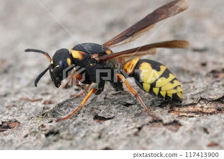 Closeup on a large , rare Mediterranean potter or mason wasp , Tropidodynerus flavus, sitting on wood Closeup on a large , rare Mediterranean potter or mason wasp , Tropidodynerus flavus, sitting on wood 117413900