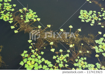 Water hyacinth leaves and submerged roots growing all over the pond Water hyacinth leaves and submerged roots growing all over the pond 117413923