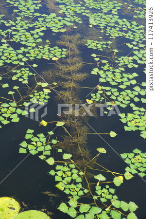 池塘裡到處都密密麻麻地長滿了鑽石葉和水下樹根。 池塘裡到處都密密麻麻地長滿了鑽石葉和水下樹根。 117413926