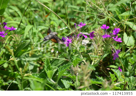 Yamadaike Park Yamadaike Park 117413955