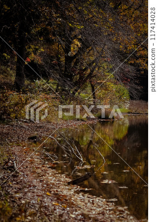 Autumn leaves reflected in a pond Autumn leaves reflected in a pond 117414028