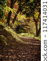 Autumn leaves on the road, sunlight filtering through the trees 117414031