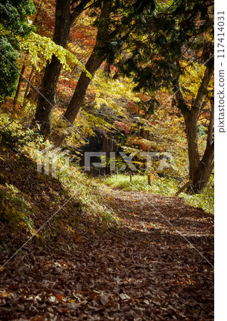 Autumn leaves on the road, sunlight filtering through the trees Autumn leaves on the road, sunlight filtering through the trees 117414031