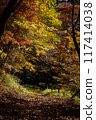 A mountain path with beautiful autumn leaves 117414038