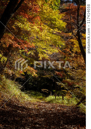 A mountain path with beautiful autumn leaves A mountain path with beautiful autumn leaves 117414038