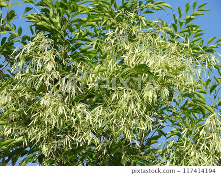 格里菲斯的灰果 117414194