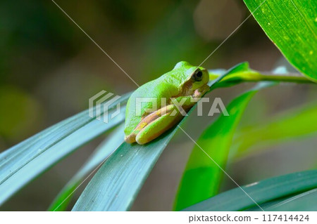 Bored Tree Frog 117414424