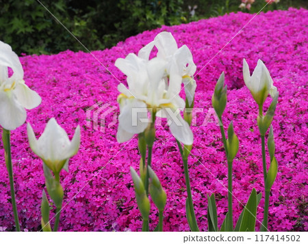 flower bed  117414502