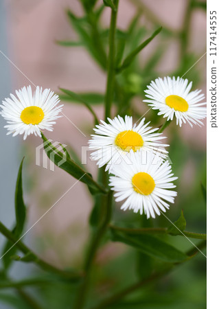 Fumyeon的小組 117414555