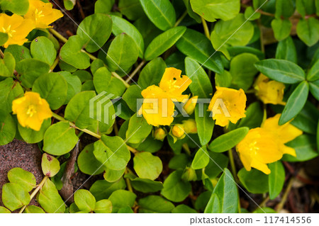 小番長納須比仍混有花蕾 117414556