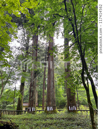 A sacred tree quietly standing in the mist at Nikko A sacred tree quietly standing in the mist at Nikko 117414562
