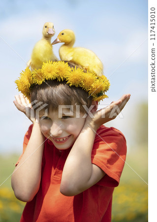 Happy child in dandelions with ducklings.Child in the summer with poultry. 117415010