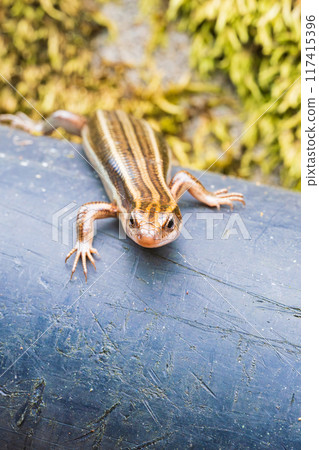 日本蜥蜴（垂直角） 117415396