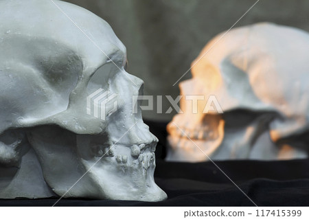 Gypsum skull in full face; 117415399