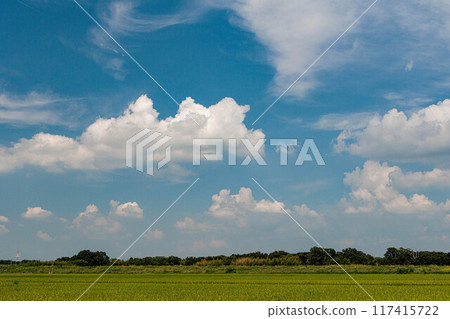 Midsummer blue sky and rural landscape Midsummer blue sky and rural landscape 117415722