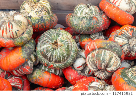 Bright red turban turk squash pumpkin pile heap in wooden box farm countryside yard. Autumn pumpkin decoration.Halloween thanksgiving celebration symbol plant. Country rustic squash autumn background Bright red turban turk squash pumpkin pile heap in wooden box farm countryside yard. Autumn pumpkin decoration.Halloween thanksgiving celebration symbol plant. Country rustic squash autumn background 117415981