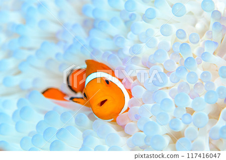 Sea anemone and anemone fish Sea anemone and anemone fish 117416047