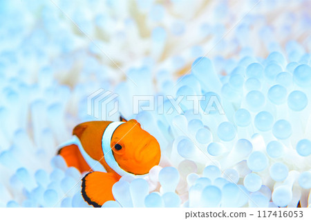 Sea anemone and anemone fish 117416053