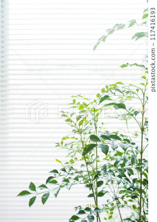 Room in which the houseplant is placed 117416193