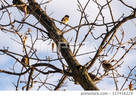 Cold winter image 117416229