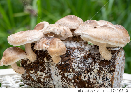 Shiitake cultivation 117416240