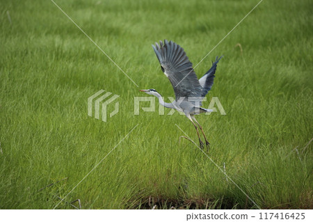 Flying gray heron 117416425