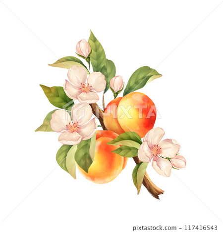 Peach branch. Hand drawn fruit illustration with flowers. Isolated on white 117416543