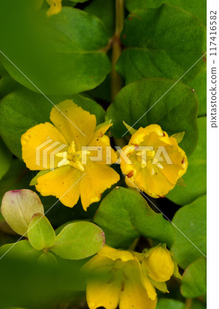 花園裡盛開的小番町納須比 117416582