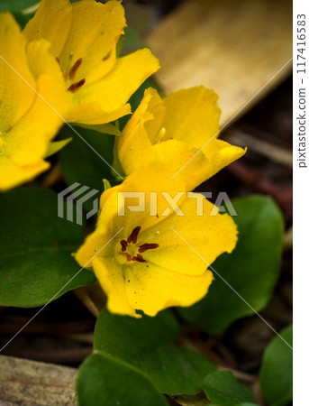 美麗的黃色西洋小茄子花 117416583