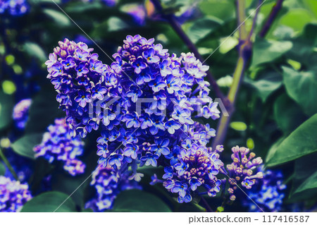 Nice branch of pink purple lilac in the garden park. Love and tenderness 117416587