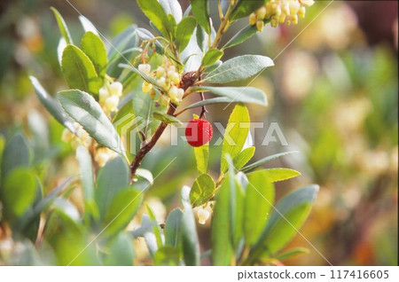 草莓樹 草莓樹 117416605