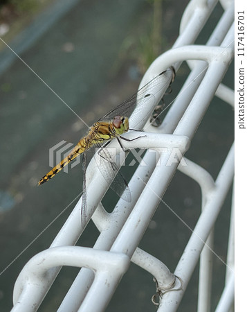 Autumn darter in the city 02 117416701