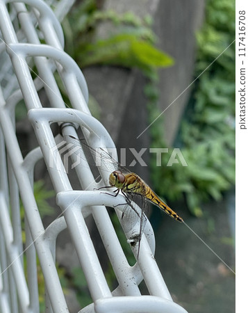 Autumn darter in the city 05 Autumn darter in the city 05 117416708