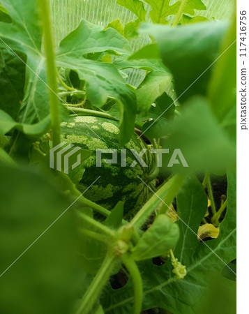 Close-up of a young watermelon growing among lush green leaves in a garden, capturing the natural growth process and freshness. Close-up of a young watermelon growing among lush green leaves in a garden, capturing the natural growth process and freshness. 117416756