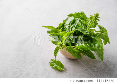 Fresh basil in a wooden bowl on a light background close up. The concept of dietary and spicy herbs. Fresh basil in a wooden bowl on a light background close up. The concept of dietary and spicy herbs. 117416870