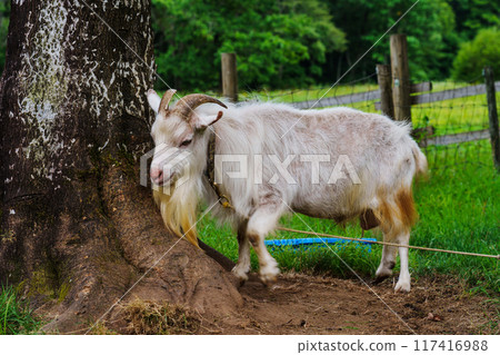 Goats on a farm: Yamanomura Farm in the sky, Kamioka-cho, Hida-shi, Gifu Prefecture, in summer 117416988