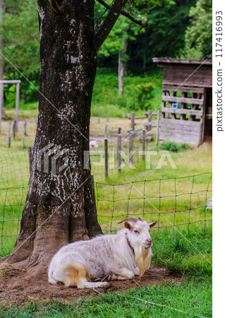 岐阜縣飛驒市神岡町農場的夏天，天空農場山之村農場 117416993