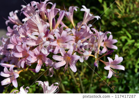 夏季水仙花_Natsudaffodil 夏季水仙花_Natsudaffodil 117417287
