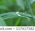 Water droplets on summer grass 117417382