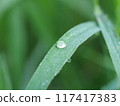 Water droplets on summer grass 117417383
