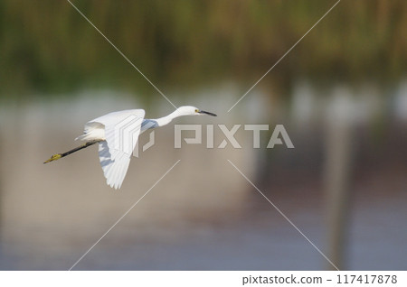 Little Egret Taking Flight 117417878
