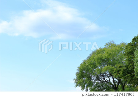 Large tree with green leaves and blue sky Large tree with green leaves and blue sky 117417905