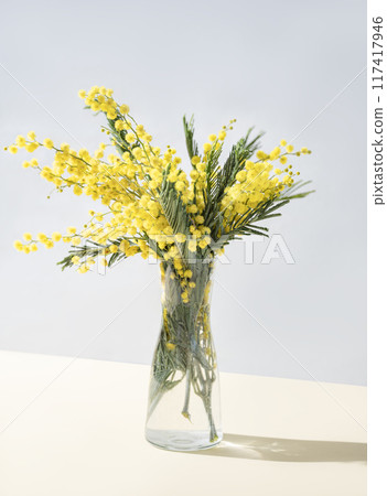 A bouquet of yellow mimosa flowers stands in a glass vase with shadow on a yellow background. A bouquet of yellow mimosa flowers stands in a glass vase with shadow on a yellow background. 117417946