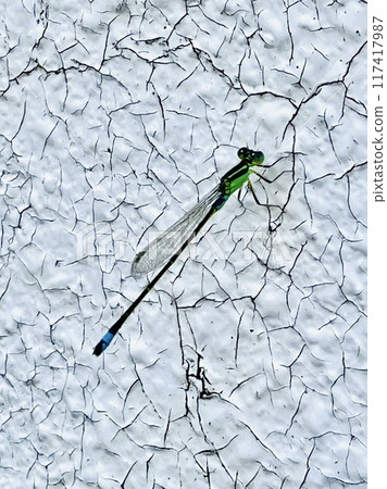 Ao montitonbo Ao montitonbo 117417987