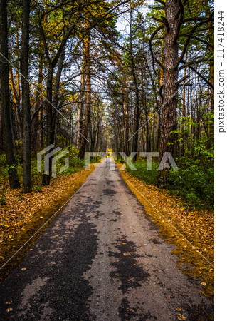 Road in the autumn forest Road in the autumn forest 117418244