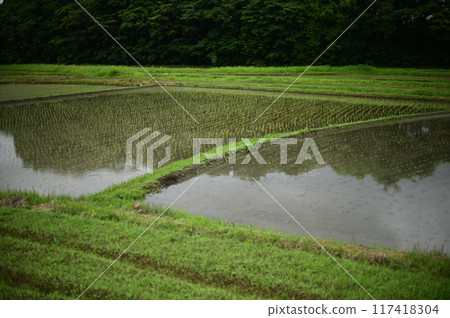 Paddy field Paddy field 117418304
