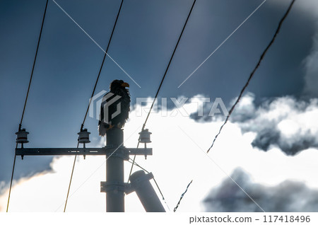 A Steller's sea eagle perched on a utility pole in the dazzling backlight and in the shadows 117418496